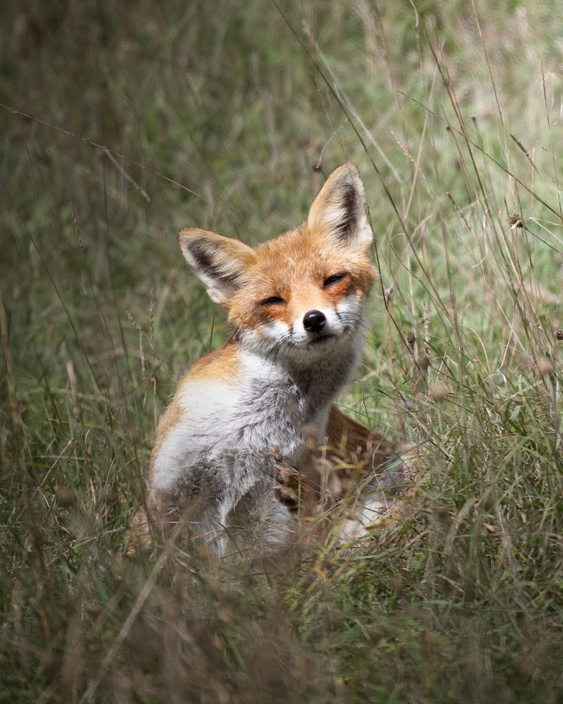 A serene red fox sits amidst tall grass in Abruzzo, Italia, showcasing its natural beauty.